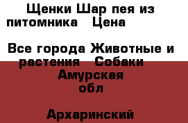 Щенки Шар пея из питомника › Цена ­ 25 000 - Все города Животные и растения » Собаки   . Амурская обл.,Архаринский р-н